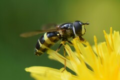 Dasysyrphus tricinctus
