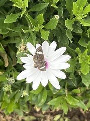 Melanis leucophlegma