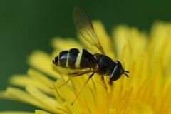 Dasysyrphus tricinctus