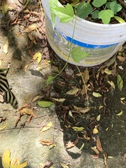 Heliconius charithonia