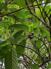 Ficus benguetensis