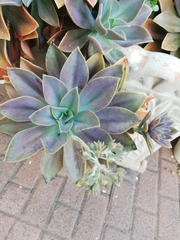 Graptopetalum