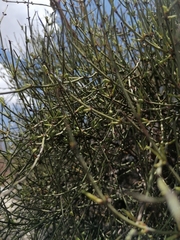 Ephedra americana