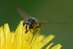Dasysyrphus tricinctus