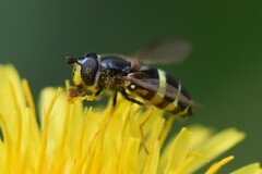 Dasysyrphus tricinctus