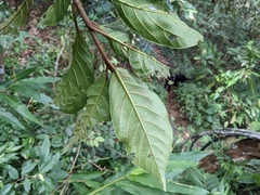 Ficus benguetensis