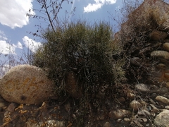 Ephedra americana