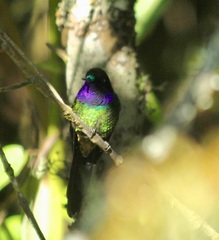 Heliangelus viola