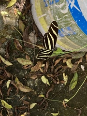 Heliconius charithonia
