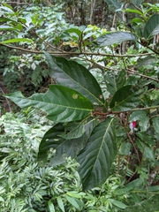 Ficus benguetensis