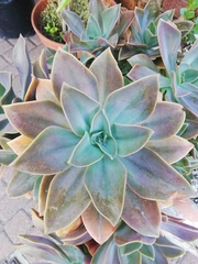Graptopetalum