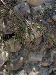Ephedra americana