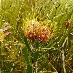 Leucospermum cuneiforme
