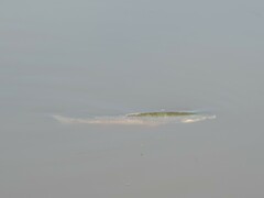 Mugilidae