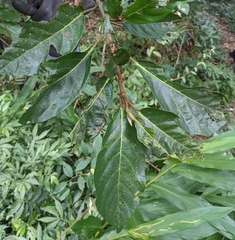 Ficus benguetensis