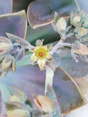 Graptopetalum