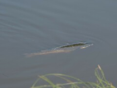 Mugilidae