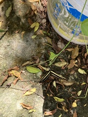 Heliconius charithonia