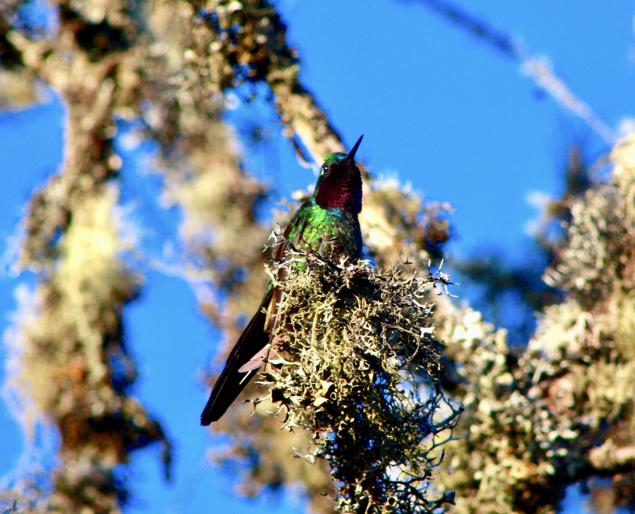 Trochilinae image
