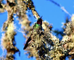 Heliangelus viola
