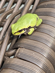 Hyla
