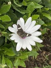 Melanis leucophlegma
