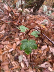Crataegus marshallii
