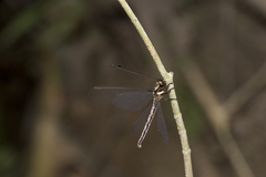 Acheron longus