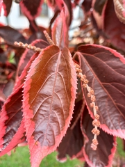 Acalypha wilkesiana