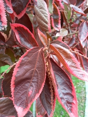 Acalypha wilkesiana