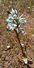 Chloraea multiflora