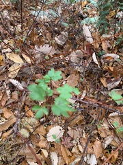 Crataegus marshallii