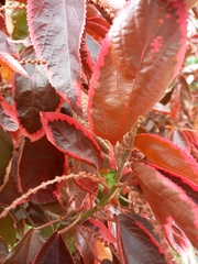 Acalypha wilkesiana