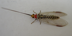 Italochrysa