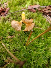 Craterellus ignicolor