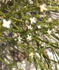 Lachnaea