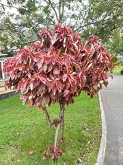 Acalypha wilkesiana