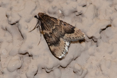 Aglossa cacamica
