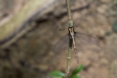 Acheron longus