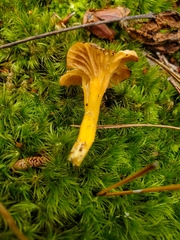 Craterellus ignicolor