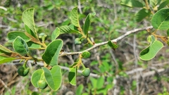 Annona senegalensis
