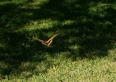 Heraclides cresphontes