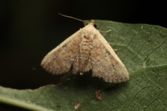 Cerynea punctilinealis