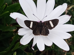 Melanis leucophlegma