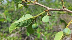 Annona senegalensis