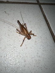 Gryllacrididae
