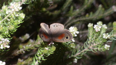 Cassionympha cassius