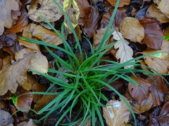 Carex sylvatica