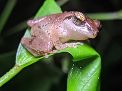 Pseudophilautus wynaadensis