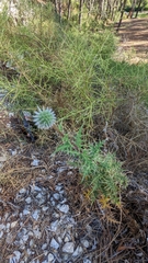 Echinops spinosissimus